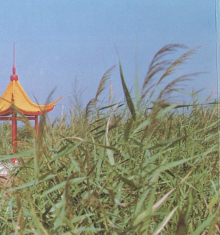 &#21338;&#40060;&#32593;&#39029;&#29256;&#30331;&#20837;&#30028;&#38754;&#45;&#21338;&#40060;&#40;&#20013;&#22269;&#41;